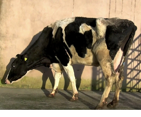 Liver fluke control in cattle