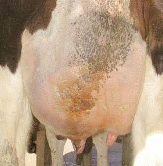 Hard swollen udder - classic sign of clinical mastitis